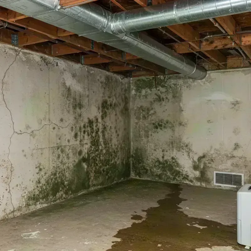 Professional Mold Removal in Boulder Hill, IL